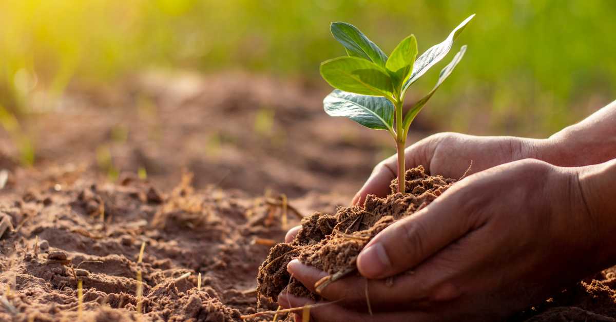 Holding a plant growing in soil